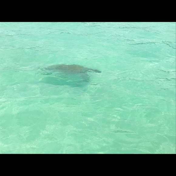 Meet your Posher, Priscilla - Picture 1 of 1